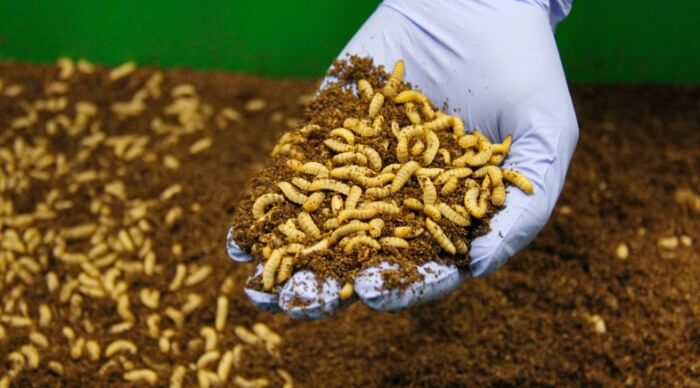 Mealworms for feed and food purpose